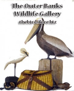 Outer Banks Wildlife Bird Store Gallery