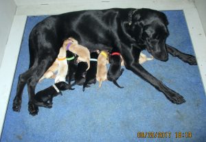 September 2017 Lab Pups, Albemarle Kennels Labrador Breeder NC BU Evans