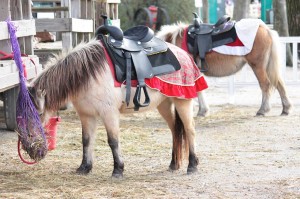 Hunt Club Farm Country Chirstmas Virginia Beach