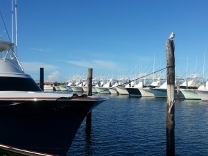 Outer Banks Fishing Charters