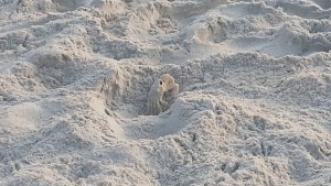 Kitty Hawk Ghost Crab
