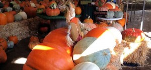 Peaches and Pumpkin at Grandy Farm Market NC