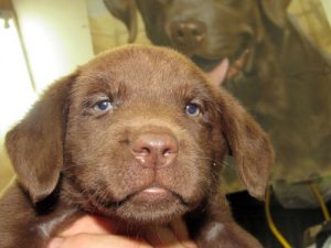 Destiny Female #5 Chocolate Lab Pup