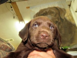 Destiny Male #2-Hershey-Frank Saulle-Kill Devil Hills, N.C